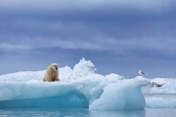 Kutup Ayısı Yüzen Buzda Avlandıktan Sonra Dinleniyor — Stok fotoğraf