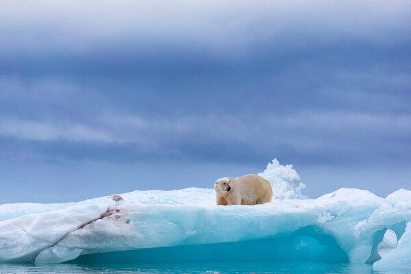 Polar bear on floating ice relaxing after hunting.