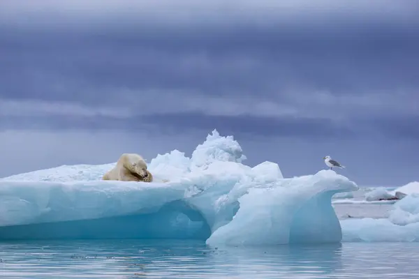 Білий Ведмідь Плавучому Льоду Розслабляється Після Полювання — стокове фото