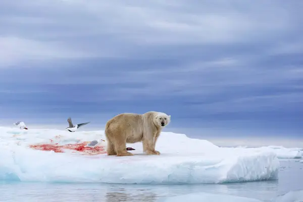 Πολική Αρκούδα Επιπλέοντα Πάγο Χαλαρωτικό Μετά Κυνήγι — Φωτογραφία Αρχείου