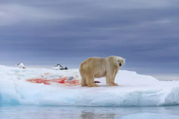 猎捕后浮冰上的北极熊放松 — 图库照片