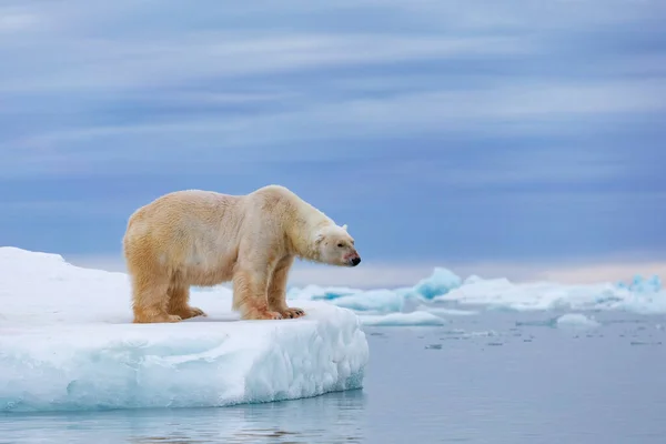 Eisbär Auf Schwimmendem Eis Entspannt Nach Der Jagd — Stockfoto
