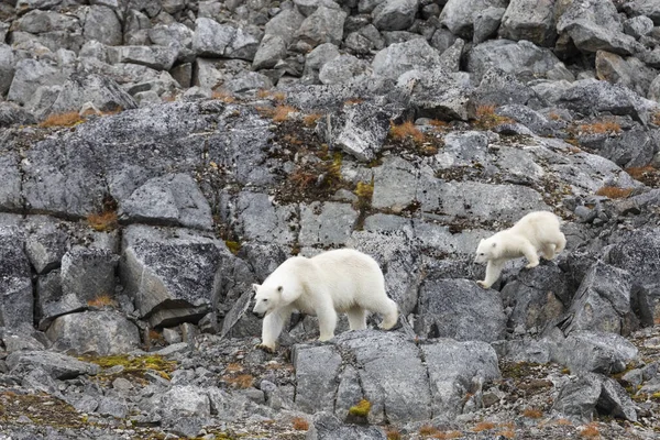 Polar Bear Its Cubs Walking Finding Some Food — Stock Photo, Image