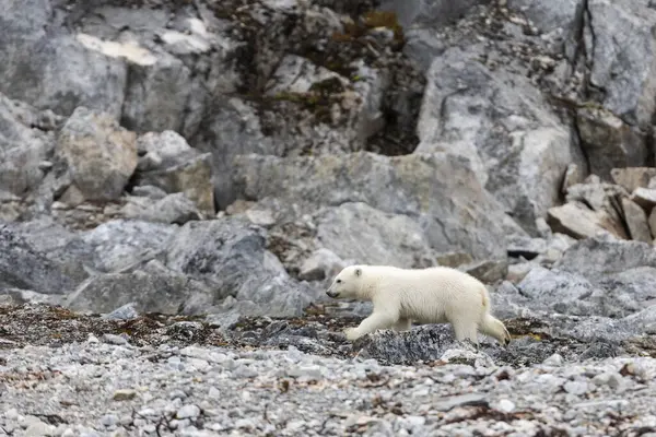 Πολική Αρκούδα Και Μικρά Της Περπατούν Και Βρίσκουν Τροφή — Φωτογραφία Αρχείου