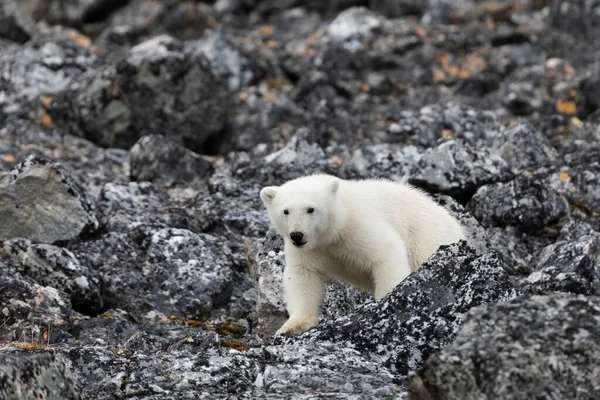Kutup Ayısı Yavruları Yürür Yiyecek Bulur — Stok fotoğraf