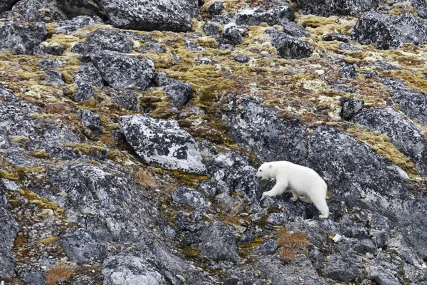 Jegesmedve Kölykei Sétálnak Találnak Valami Ennivalót — Stock Fotó