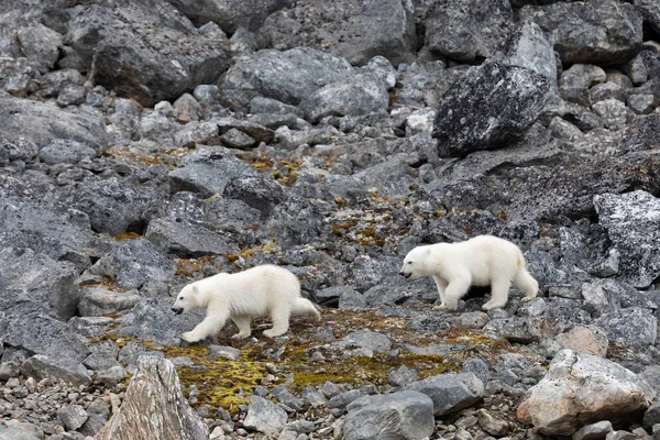 Polar Bear Its Cubs Walking Finding Some Food — Stock Photo, Image