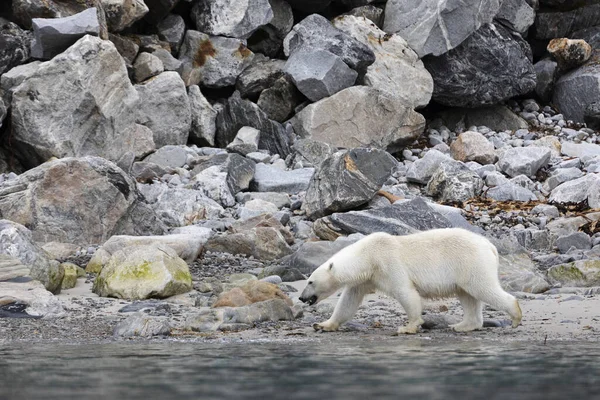 Kutup Ayısı Yavruları Yürür Yiyecek Bulur — Stok fotoğraf