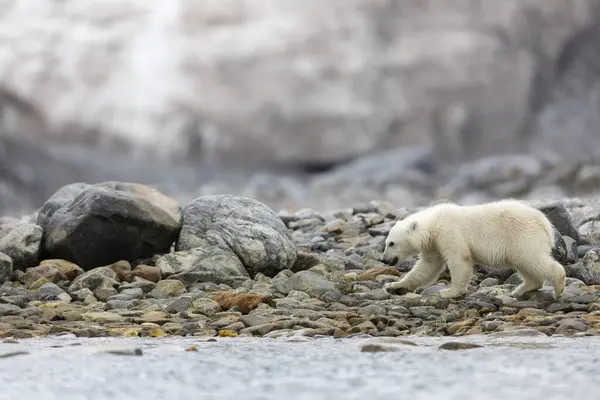 Πολική Αρκούδα Και Μικρά Της Περπατούν Και Βρίσκουν Τροφή — Φωτογραφία Αρχείου