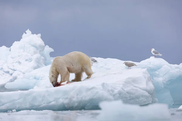 Niedźwiedź Polarny Pływającym Lodzie Relaks Polowaniu — Zdjęcie stockowe