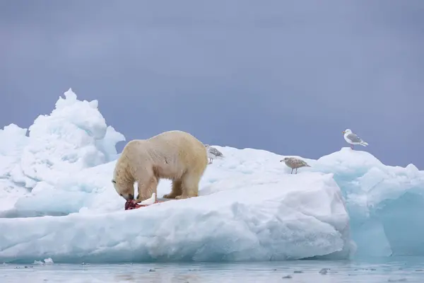 Білий Ведмідь Плавучому Льоду Розслабляється Після Полювання — стокове фото