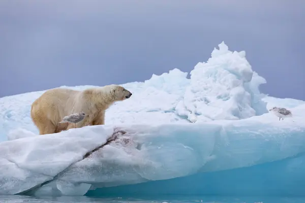 狩りの後にリラックスして浮遊する氷の上のポーラークマ — ストック写真