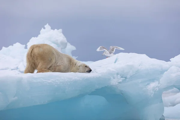 Orso Polare Sul Ghiaccio Galleggiante Rilassante Dopo Caccia — Foto Stock