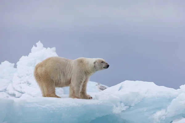 Isbjörn Flytande Avkopplande Efter Jakt — Stockfoto