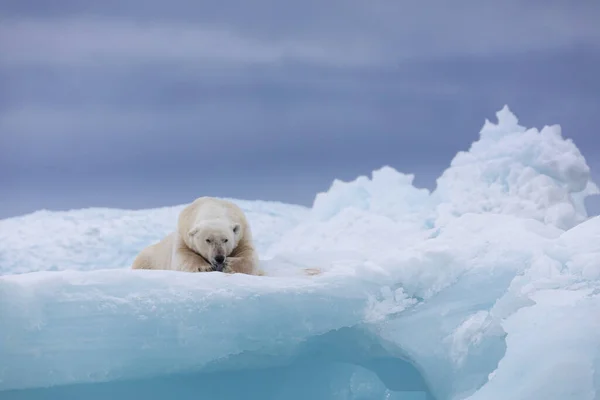 Urso Polar Gelo Flutuante Relaxante Após Caça — Fotografia de Stock