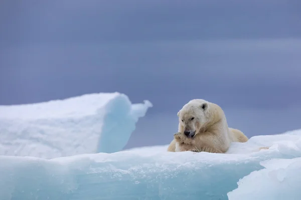 狩りの後にリラックスして浮遊する氷の上のポーラークマ — ストック写真