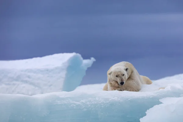 Niedźwiedź Polarny Pływającym Lodzie Relaks Polowaniu — Zdjęcie stockowe