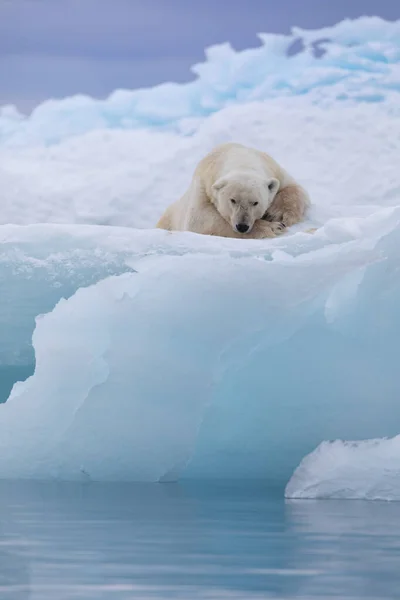 Isbjörn Flytande Avkopplande Efter Jakt — Stockfoto