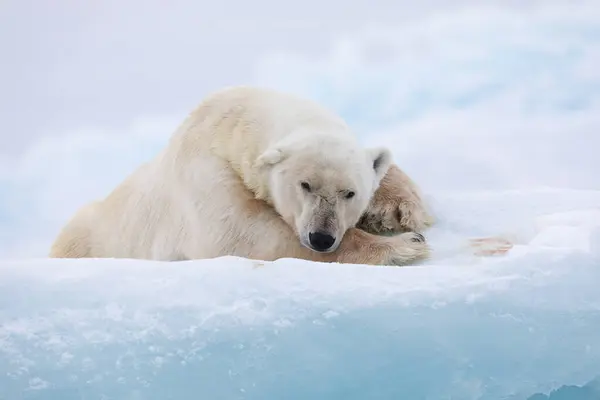 Urso Polar Gelo Flutuante Relaxante Após Caça — Fotografia de Stock