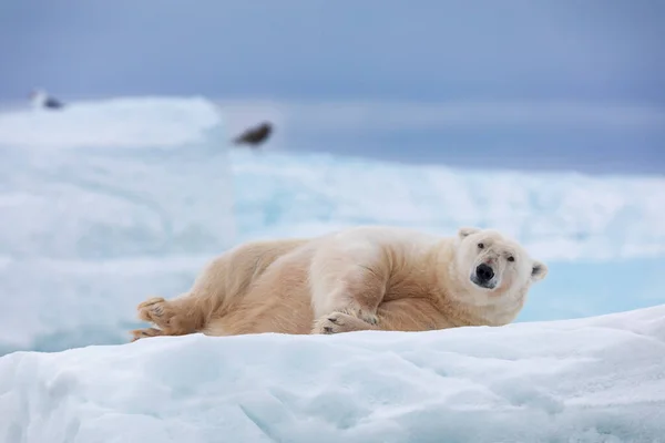 Oso Polar Sobre Hielo Flotante Relajándose Después Caza — Foto de Stock