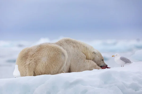 Белый Медведь Плавучем Льду Расслабляется После Охоты — стоковое фото