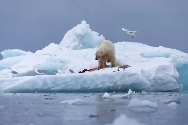 Orso Polare Sul Ghiaccio Galleggiante Rilassante Dopo Caccia — Foto Stock