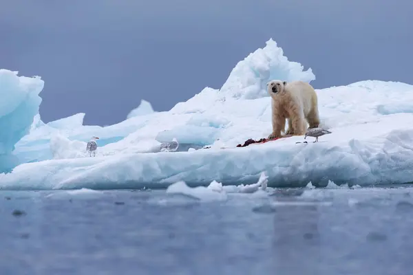 Eisbär Auf Schwimmendem Eis Entspannt Nach Der Jagd — Stockfoto