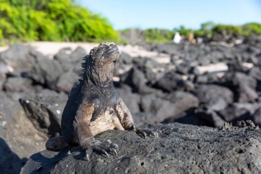 Galapagos deniz iguanası. Adalardaki endemitlerden biri. Canavar gibi görünüyor. San Cristobal