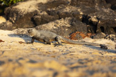 Galapagos deniz iguanası. Adalardaki endemitlerden biri. Canavar gibi görünüyor. Isabela Adası