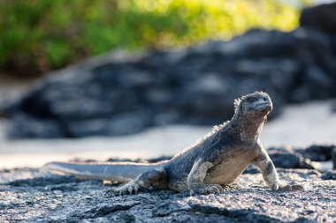 Galapagos deniz iguanası. Adalardaki endemitlerden biri. Canavar gibi görünüyor. Isabela Adası