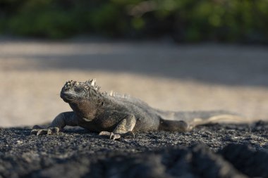 Galapagos deniz iguanası. Adalardaki endemitlerden biri. Canavar gibi görünüyor. Isabela Adası