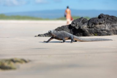 Galapagos deniz iguanası. Adalardaki endemitlerden biri. Canavar gibi görünüyor. Isabela Adası