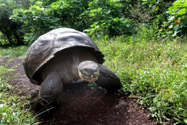 Dünyanın en büyük kaplumbağası. Galapagos dev kaplumbağası, Chelonoidis niger. Galapagos Adaları. Santa Cruz Adası. 