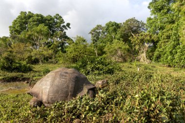 Dünyanın en büyük kaplumbağası. Galapagos dev kaplumbağası, Chelonoidis niger. Galapagos Adaları. Santa Cruz Adası. 