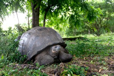 Dünyanın en büyük kaplumbağası. Galapagos dev kaplumbağası, Chelonoidis niger. Galapagos Adaları. Santa Cruz Adası. 