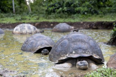 Dünyanın en büyük kaplumbağası. Galapagos dev kaplumbağası, Chelonoidis niger. Galapagos Adaları. Santa Cruz Adası. 