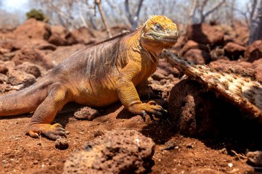 Sarı Galapagos iguanayı Saymour adasına indirdi. 