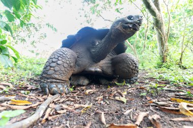 Dünyanın en büyük kaplumbağası. Galapagos dev kaplumbağası, Chelonoidis niger. Galapagos Adaları. Santa Cruz Adası. 