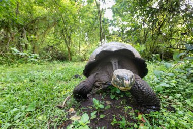 Dünyanın en büyük kaplumbağası. Galapagos dev kaplumbağası, Chelonoidis niger. Galapagos Adaları. Santa Cruz Adası. 