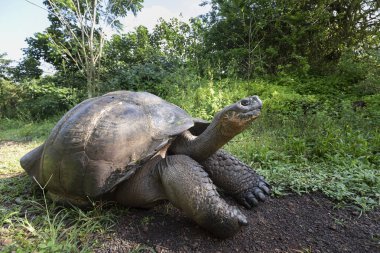 Dünyanın en büyük kaplumbağası. Galapagos dev kaplumbağası, Chelonoidis niger. Galapagos Adaları. Santa Cruz Adası. 