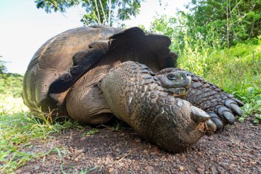 Dünyanın en büyük kaplumbağası. Galapagos dev kaplumbağası, Chelonoidis niger. Galapagos Adaları. Santa Cruz Adası. 