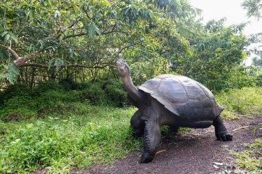 Dünyanın en büyük kaplumbağası. Galapagos dev kaplumbağası, Chelonoidis niger. Galapagos Adaları. Santa Cruz Adası. 