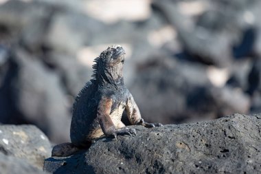 Galapagos deniz iguanası. Adalardaki endemitlerden biri. Canavar gibi görünüyor. Isabela Adası