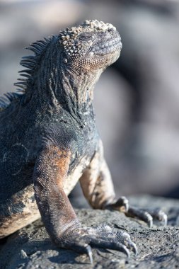 Galapagos deniz iguanası. Adalardaki endemitlerden biri. Canavar gibi görünüyor. Isabela Adası