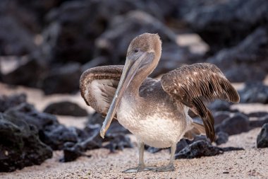 Galapagos 'un San Cristobal adasında kahverengi pelikan.