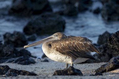 Galapagos 'un San Cristobal adasında kahverengi pelikan.