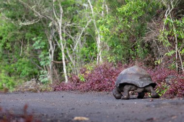 Dünyanın en büyük kaplumbağası. Galapagos dev kaplumbağası, Chelonoidis niger. Galapagos Adaları. Santa Cruz Adası. 