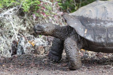 Dünyanın en büyük kaplumbağası. Galapagos dev kaplumbağası, Chelonoidis niger. Galapagos Adaları. Santa Cruz Adası. 