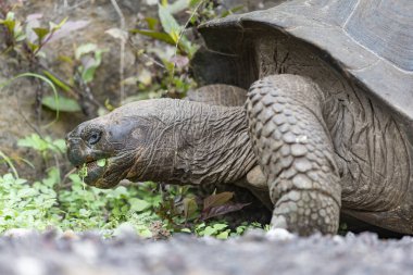 Dünyanın en büyük kaplumbağası. Galapagos dev kaplumbağası, Chelonoidis niger. Galapagos Adaları. Santa Cruz Adası. 