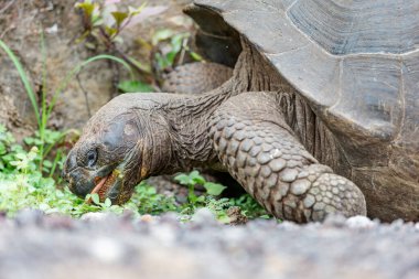 Dünyanın en büyük kaplumbağası. Galapagos dev kaplumbağası, Chelonoidis niger. Galapagos Adaları. Santa Cruz Adası. 